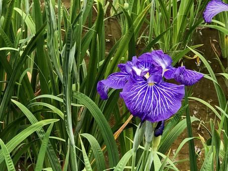 菖蒲02 菖蒲02の写真