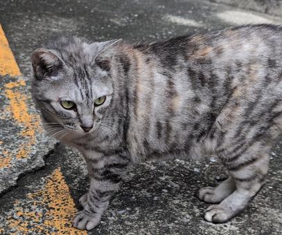 さくらねこ ネコ,動物,自然の写真素材