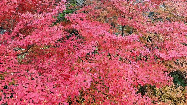 真っ赤なドウダンツツジ(その③ ドウダンツツジ,つつじ,紅葉の写真素材