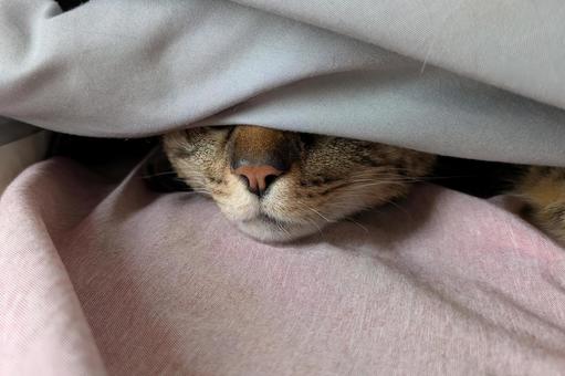 猫 猫 猫,ねこ,かくれんぼの写真素材