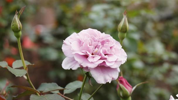【花の写真】ばらの花 rose,植物,園芸の写真素材