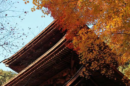 湖東三山金剛輪寺の紅葉と三重塔 湖東三山金剛輪寺の紅葉と三重塔 紅葉,秋,金剛輪寺の写真素材