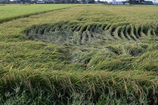 倒れた稲穂 収穫前の田園 風水害で倒れた稲穂,被害にあった稲穂,倒れた稲穂の写真素材
