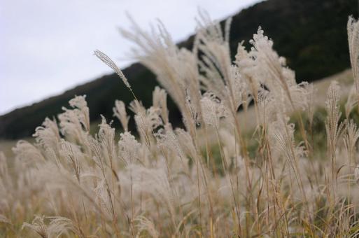 仙石原すすき草原の写真