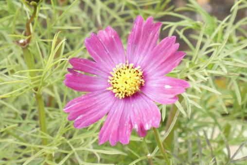 ピンクのコスモス コスモス,秋桜,ピンクの写真素材