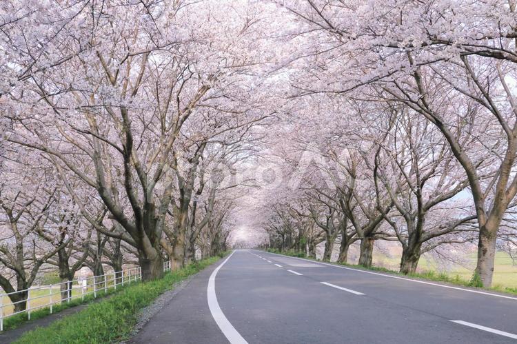 満開の桜並木 桜,春,桜並木の写真素材