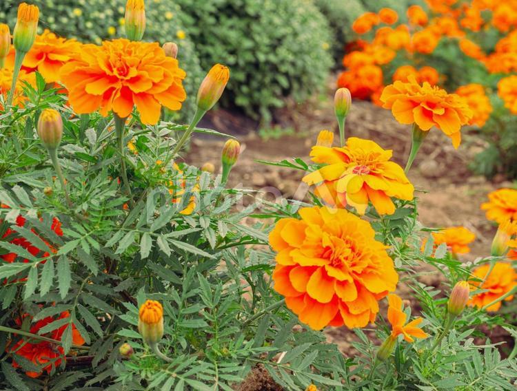あかぼり小菊の里　マリーゴールド15 あかぼり小菊の里,マリーゴルドの花,マリーゴールドの写真素材