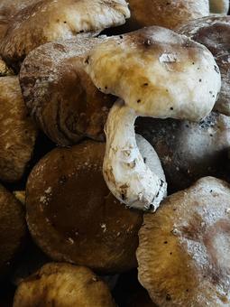 Shiitake mushroom, JPG Shiitake mushroom, JPG