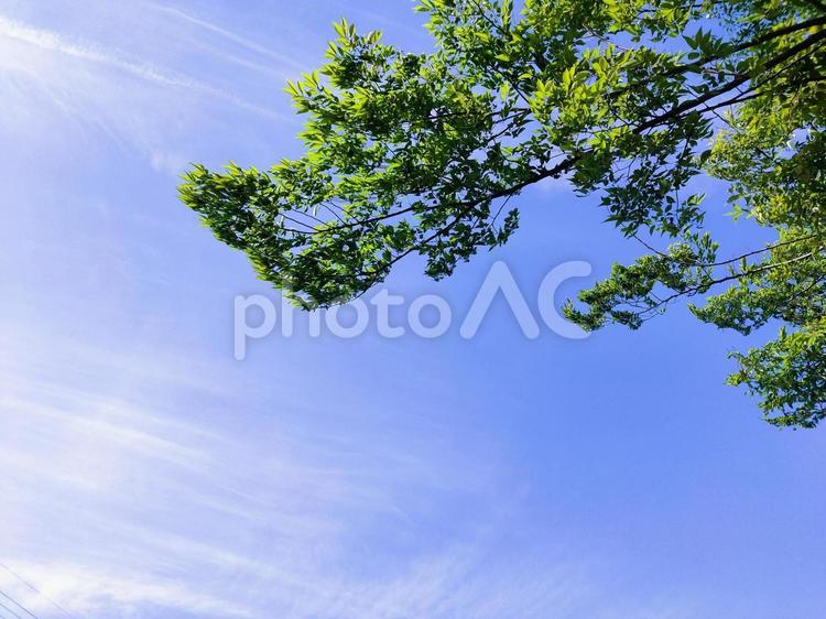 爽やかな青空と木 木,空,爽やかの写真素材