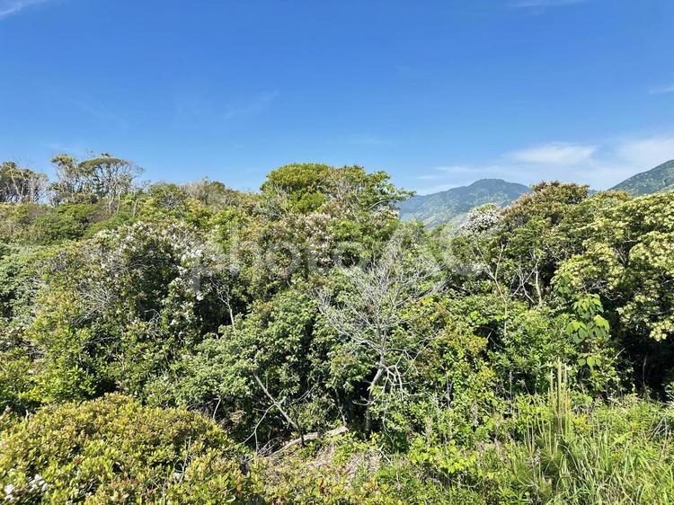 公園　草花　自然 自然,背景素材,風景の写真素材