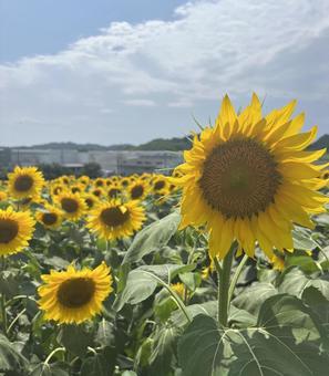 ひまわり畑 ひまわり,鮮やか,美しいの写真素材