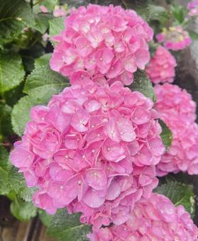 Hydrangea, JPG