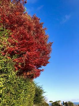 青空と紅葉 青空と紅葉の写真