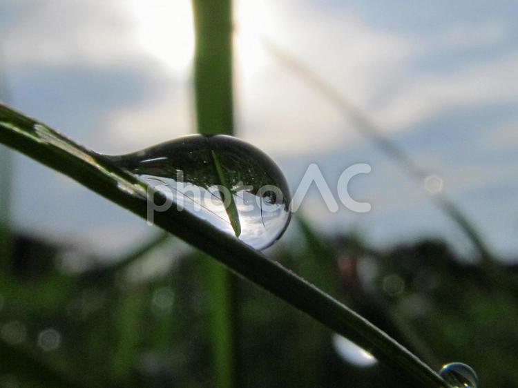 水滴と緑の葉と朝日Water drops 水滴,すいてき,waterの写真素材