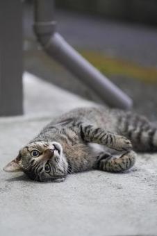 ゴロゴロする野良猫の写真