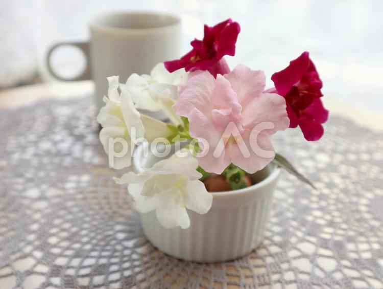 可愛いキンギョソウ 花,キンギョソウ,切り花の写真素材