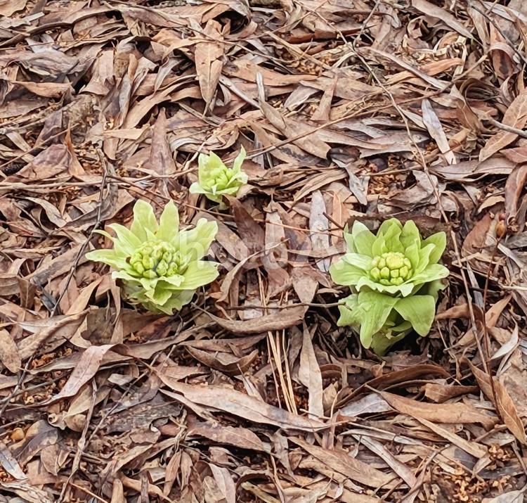 ふきのとう ふきのとう,春,芽吹きの写真素材