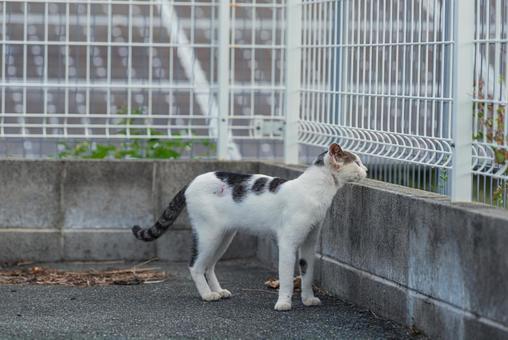フェンスの向こうを見つめる牛柄猫 フェンスの向こうを見つめる牛柄猫の写真