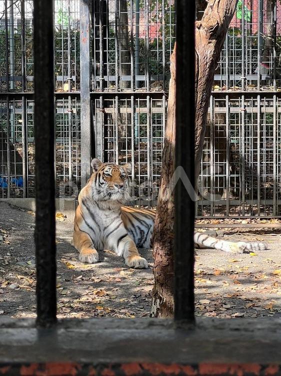 トラがこっちを見ているよ。 動物園,トラ,動物の写真素材