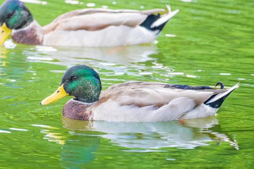 池を泳ぐマガモのオス 池を泳ぐマガモのオスの写真