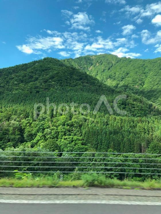 日本の風景 植物,草木,草の写真素材