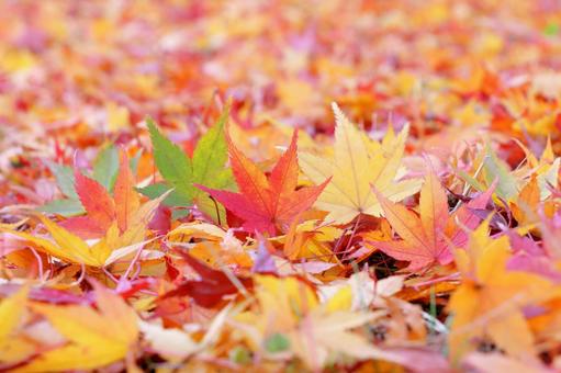 もみじ カラフルな秋 もみじ カラフルな秋 秋,紅葉,葉の写真素材