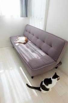 ソファと猫_12 ソファと猫_12 猫画像,ねこ写真,ソファの写真素材