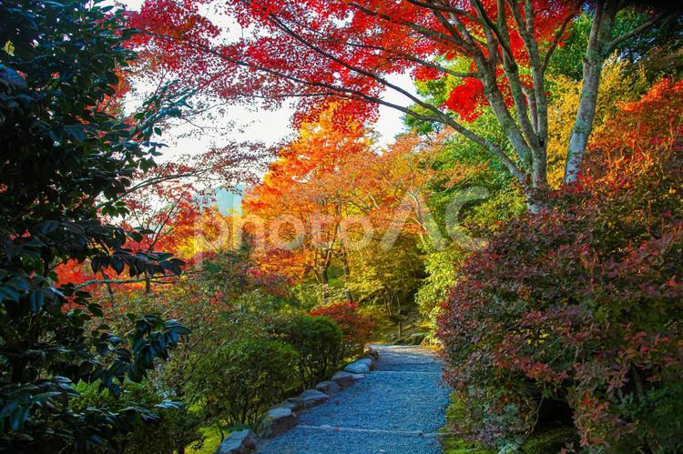 錦秋の京都　天龍寺庭園(早朝拝観） 秋,京都,天龍寺の写真素材