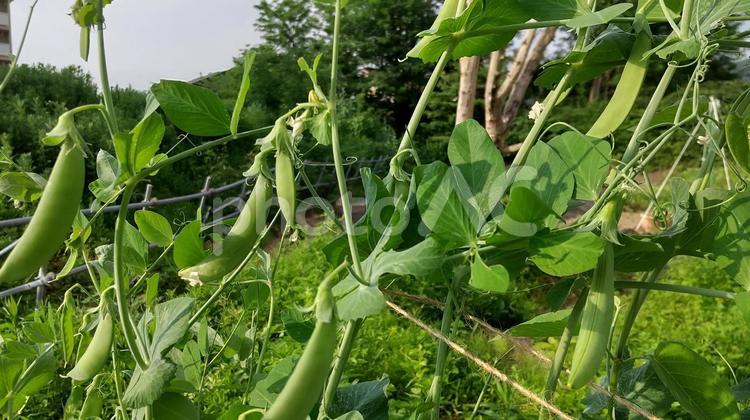 エンドウがたくさんなりました エンドウ,植物,実の写真素材