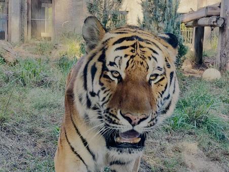 虎のアップ 虎,トラ,動物の写真素材
