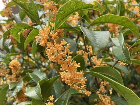 金木犀 金木犀 金木犀,黄色い花,小さな花の写真素材