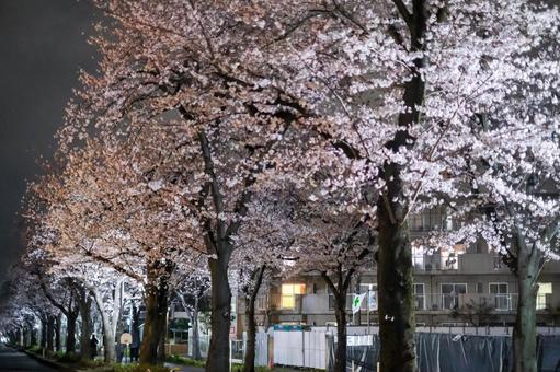 武蔵浦和の遊歩道の夜桜 武蔵浦和の遊歩道の夜桜 武蔵浦和,桜,花見の写真素材