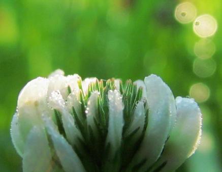 Photo, water droplets, drop, rain, 