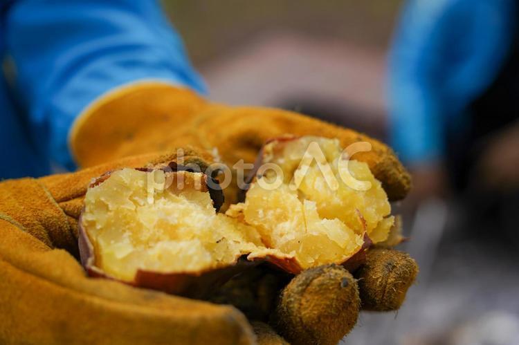 キャンプで焼いたホクホクの焼き芋 キャンプ,焼き芋,さつまいもの写真素材