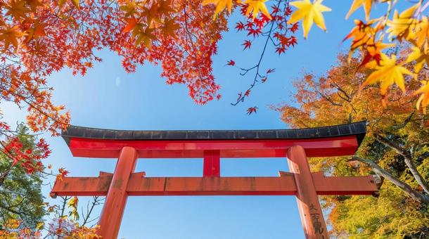 紅葉と神社の鳥居 紅葉と神社の鳥居の写真
