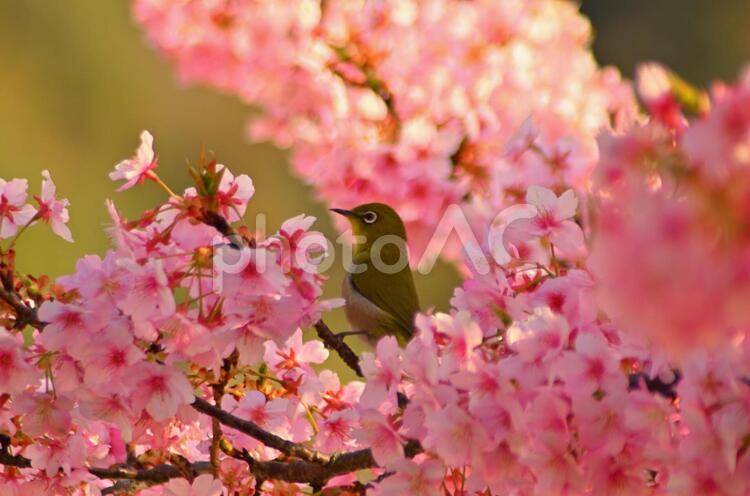 メジロの戯れ１３ メジロ,野鳥,小鳥の写真素材