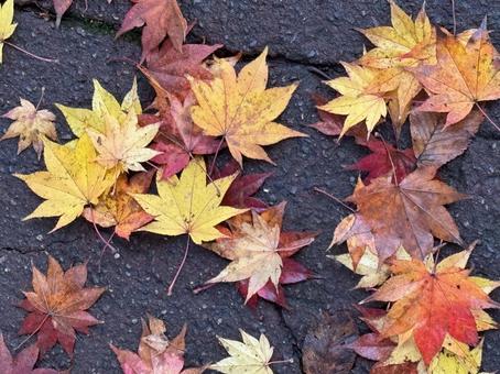 Maple, JPG