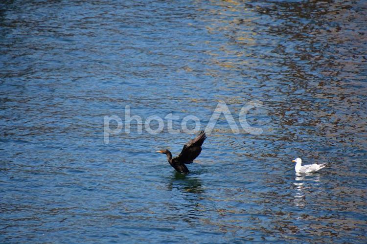 ヒメミミ鵜　　バンク－バ－　カナダ ヒメミミ鵜,鵜,鳥の写真素材
