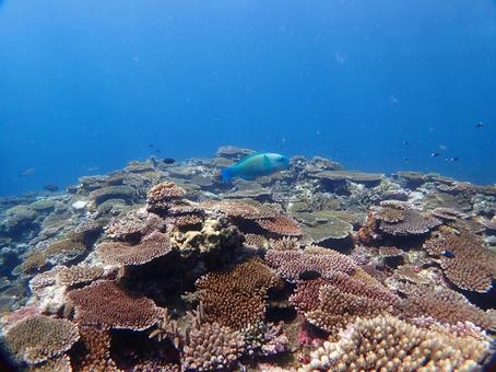 沖縄の青い海　ダイビング ダイビング,スキューバダイビング,海の写真素材