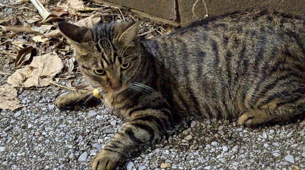ねこ ねこの写真