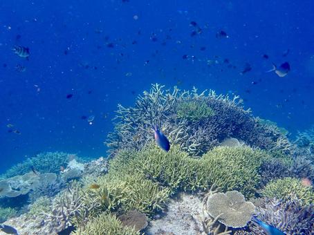 宮古島の海(八重干瀬) 宮古島の海(八重干瀬)の写真