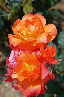 荒牧バラ園582 プリンセス ミチコ 荒牧バラ園582 プリンセス ミチコの写真