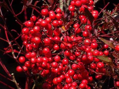 南天の実の写真