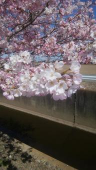 桜 桜の写真