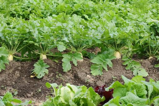大根畑 大根,野菜,畑の写真素材