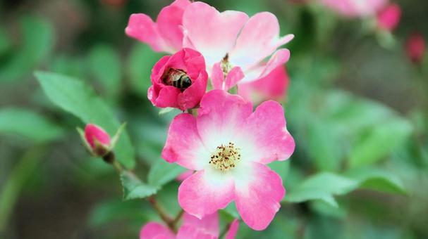 河津バカテル公園　秋バラ 薔薇,秋,花の写真素材