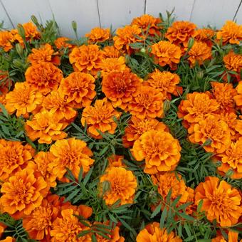 マリーゴールド ファイヤーボールの花 花,マリーゴールド,ファイヤーボールの写真素材