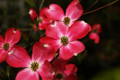 アメリカヤマボウシ アメリカヤマボウシ,亜米利加山法師,ハナミズキの写真素材
