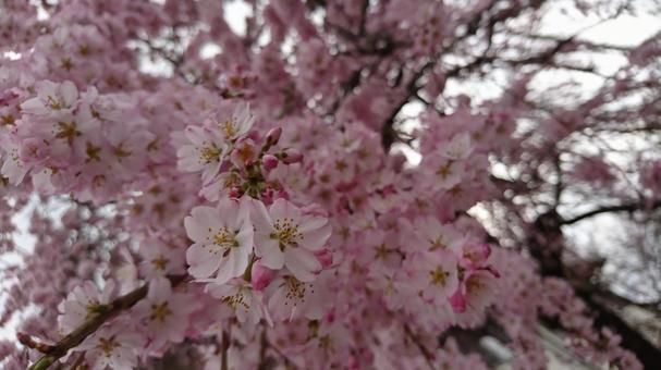桜 桜の写真