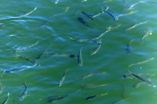 港に入ったコノシロ1（田原市） コノシロ,魚,魚群の写真素材